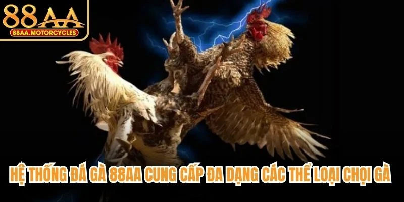Hệ thống đá gà 88AA cung cấp đa dạng các thể loại chọi gà hấp dẫn